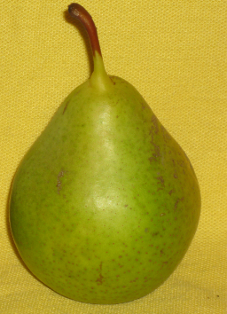zold magdolna korte